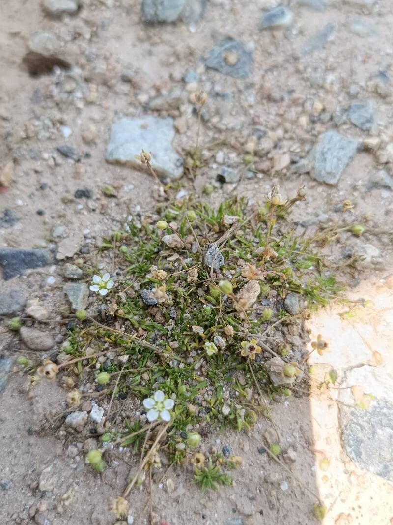 Sagina revelierei — search result for 'Sagina'