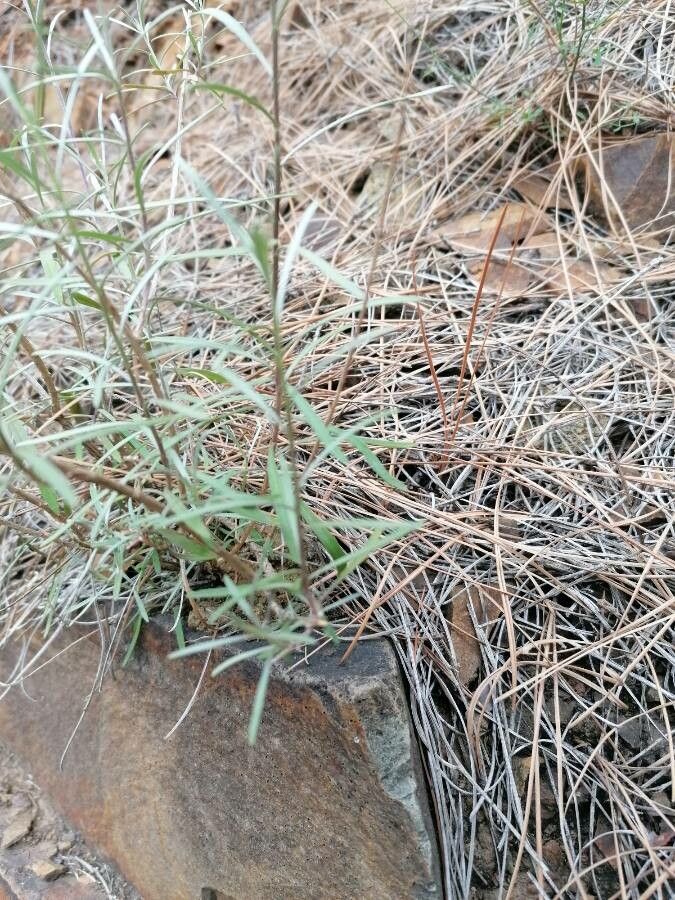 Lobularia canariensis leaf