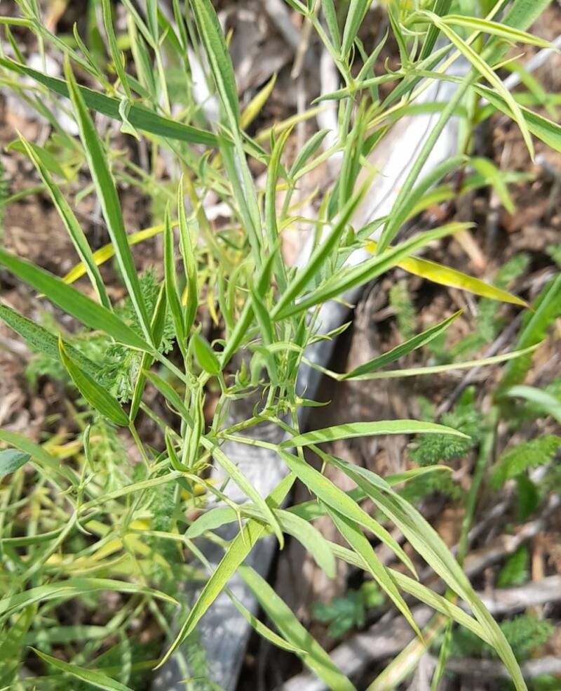Lathyrus berteroanus — search result for 'Lathyrus'