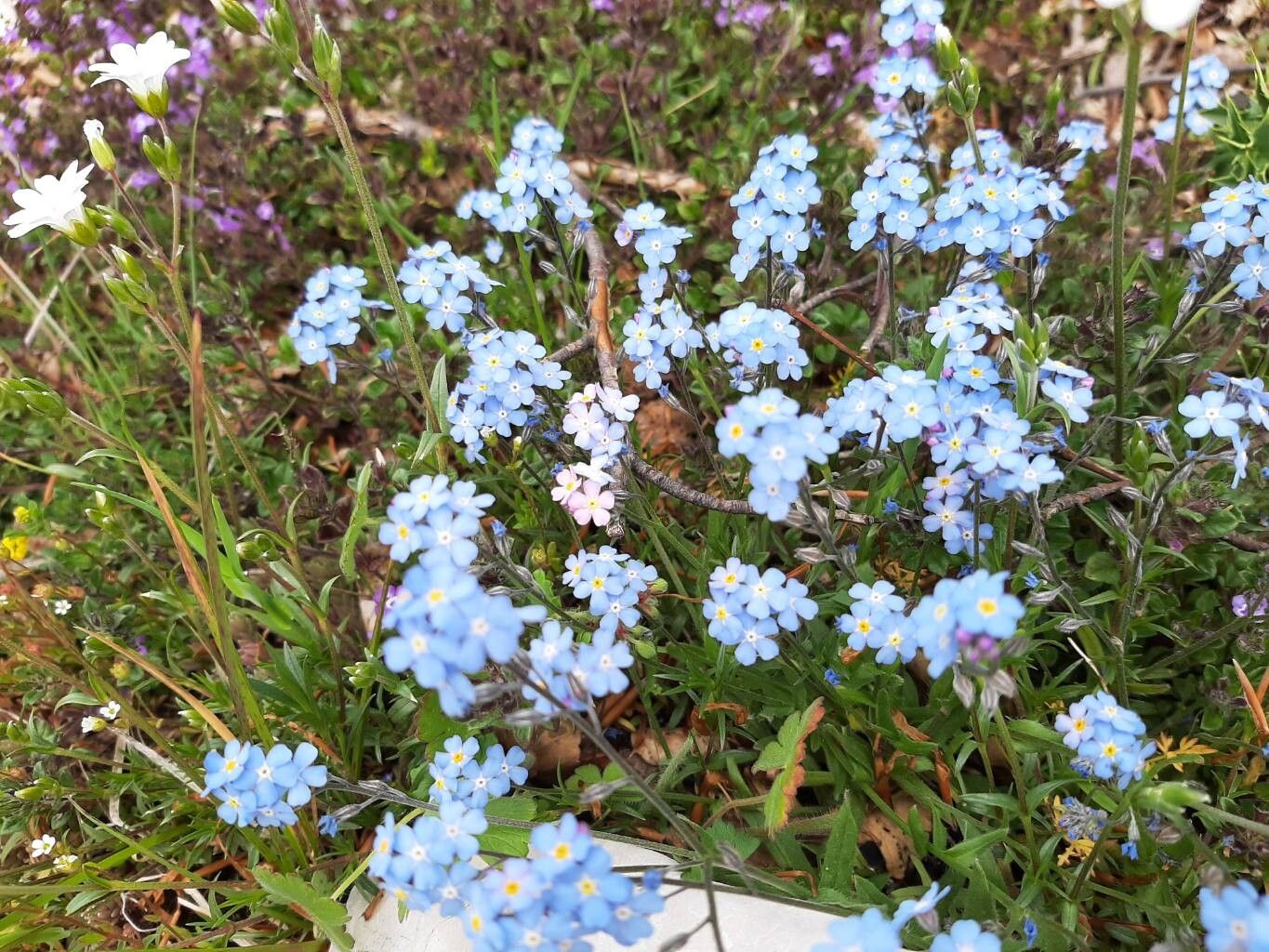 Myosotis graui habit