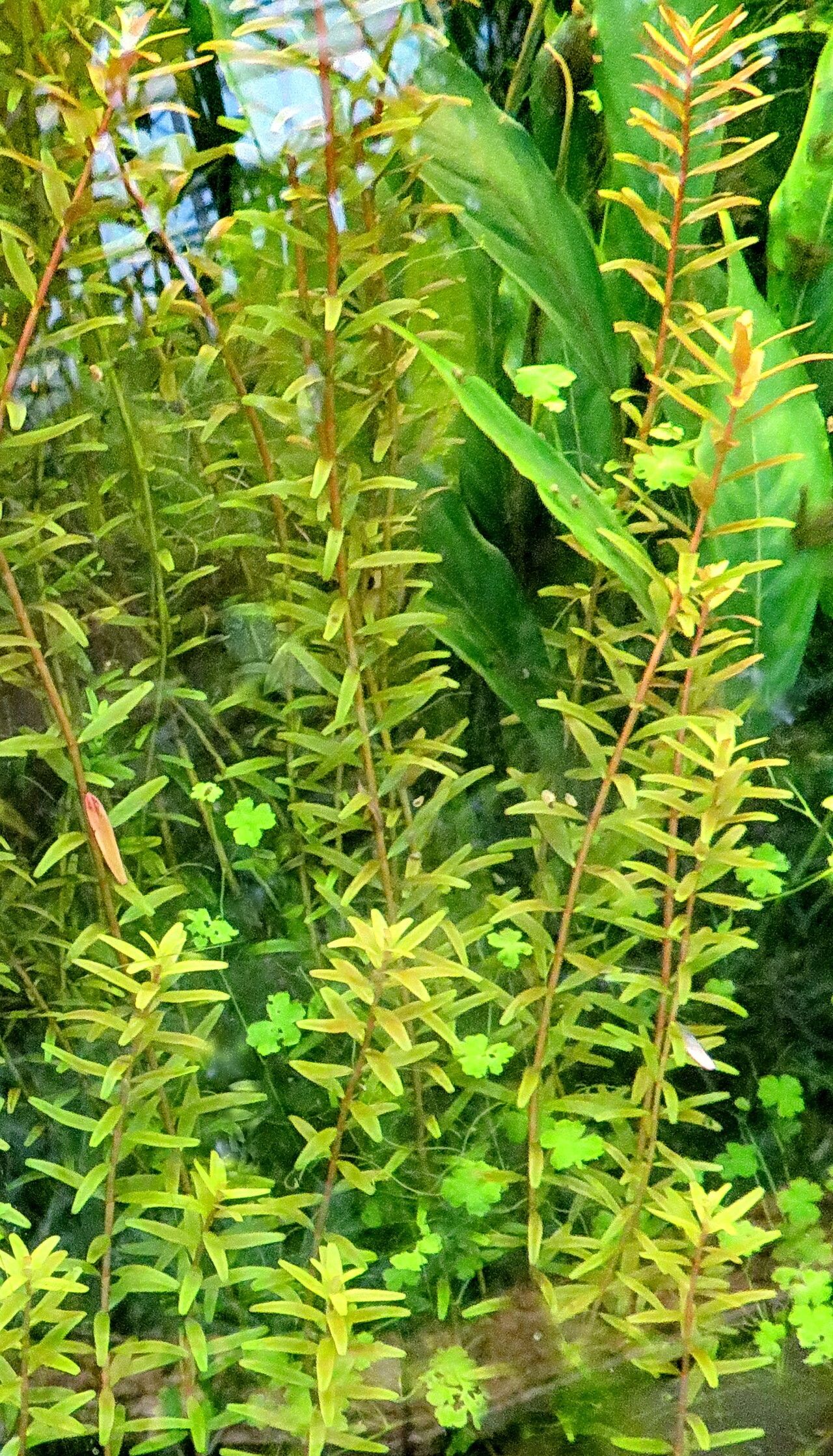 Hydrilla verticillata habit