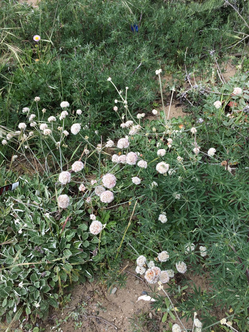 Eriogonum latifolium habit