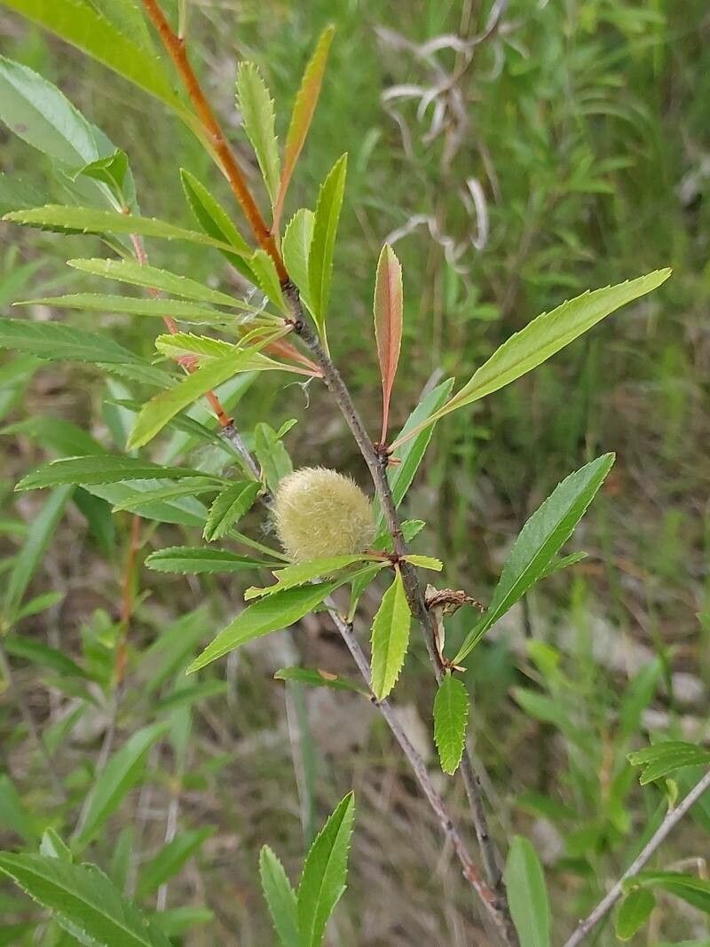 Prunus tenella fruit
