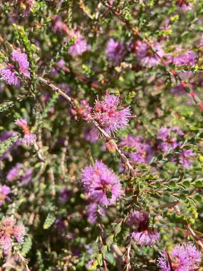 Melaleuca gibbosa flower
