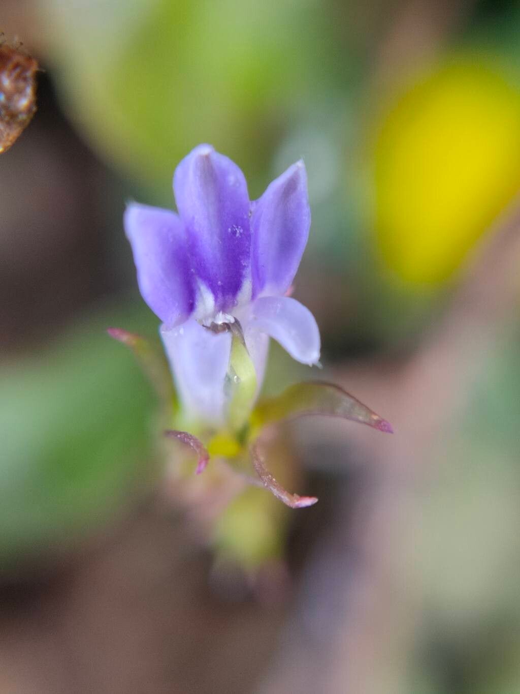 Lobelia alsinoides flower