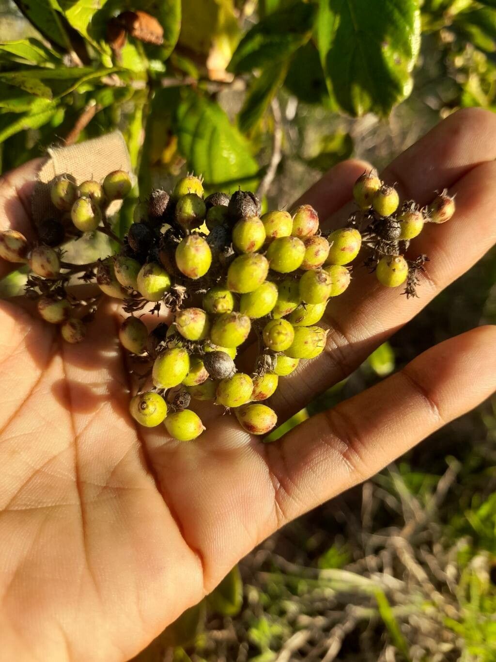 Crossopteryx febrifuga fruit