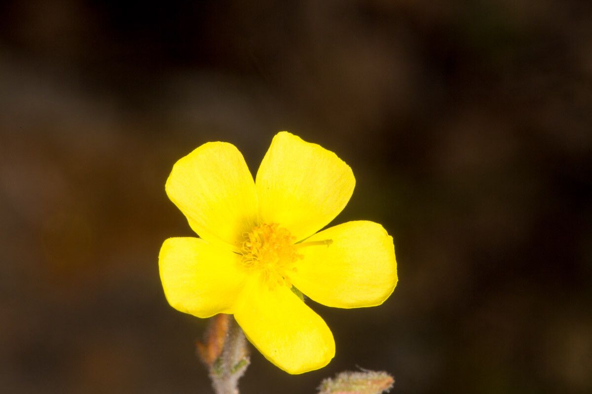Diatelia tuberaria flower