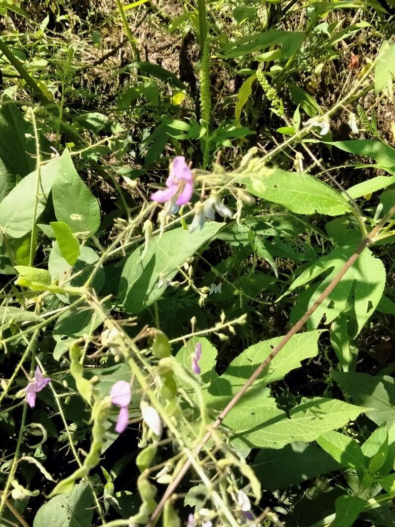 Desmodium canescens flower
