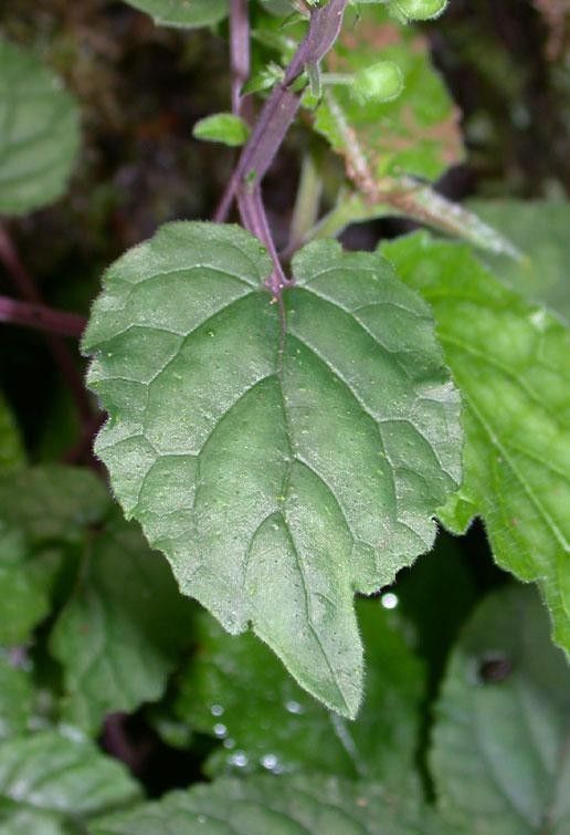 Scutellaria galerita — houseplant care guide