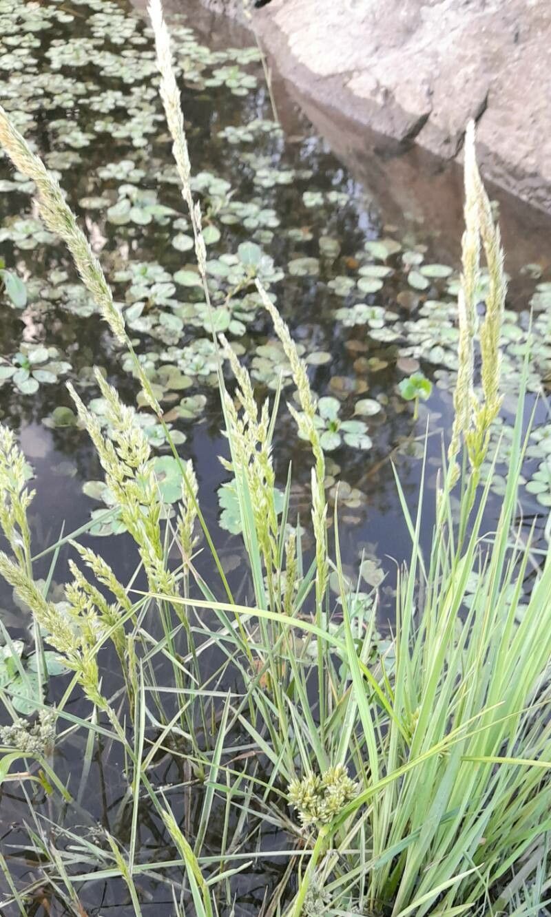 Polypogon chilensis habit