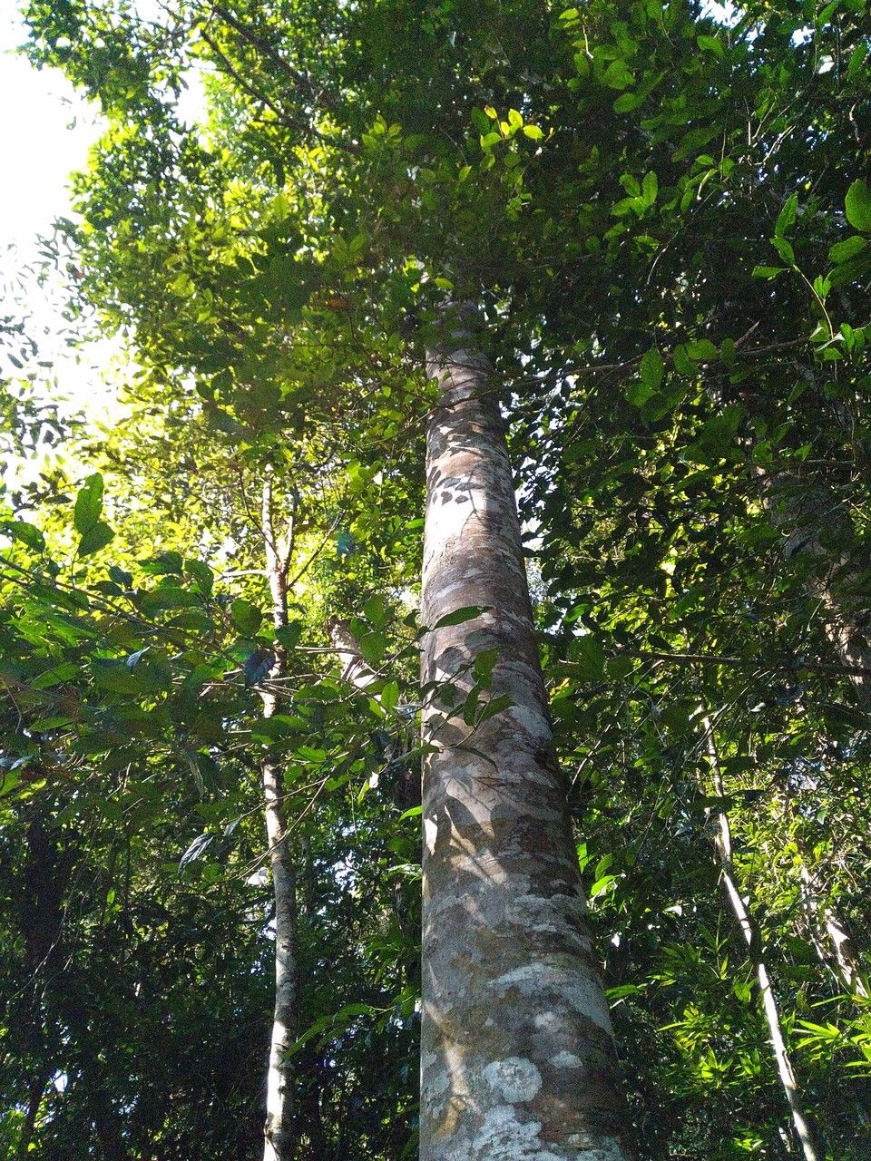 Castanopsis fargesii habit