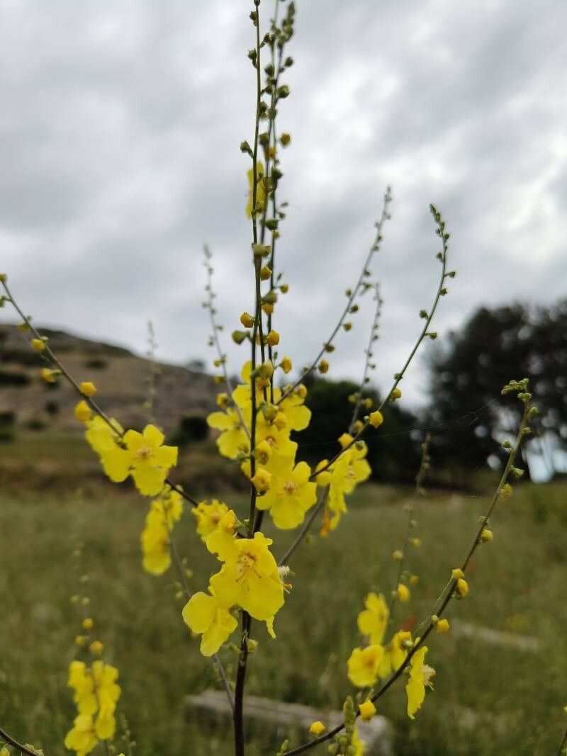 Verbascum nobile flower