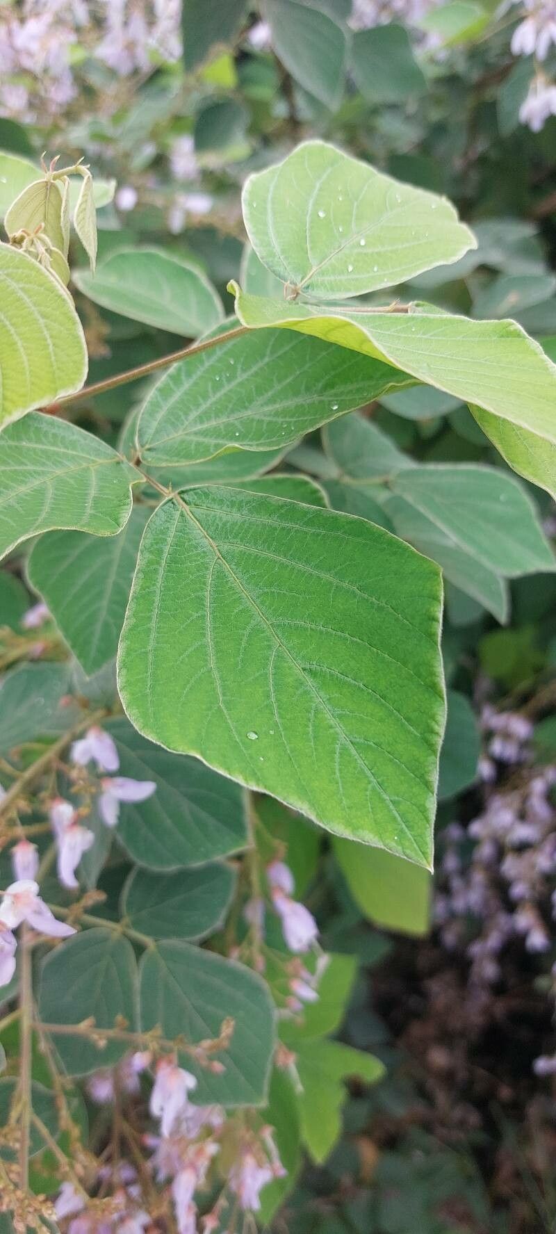 Phyllodium elegans — related species from the same genus