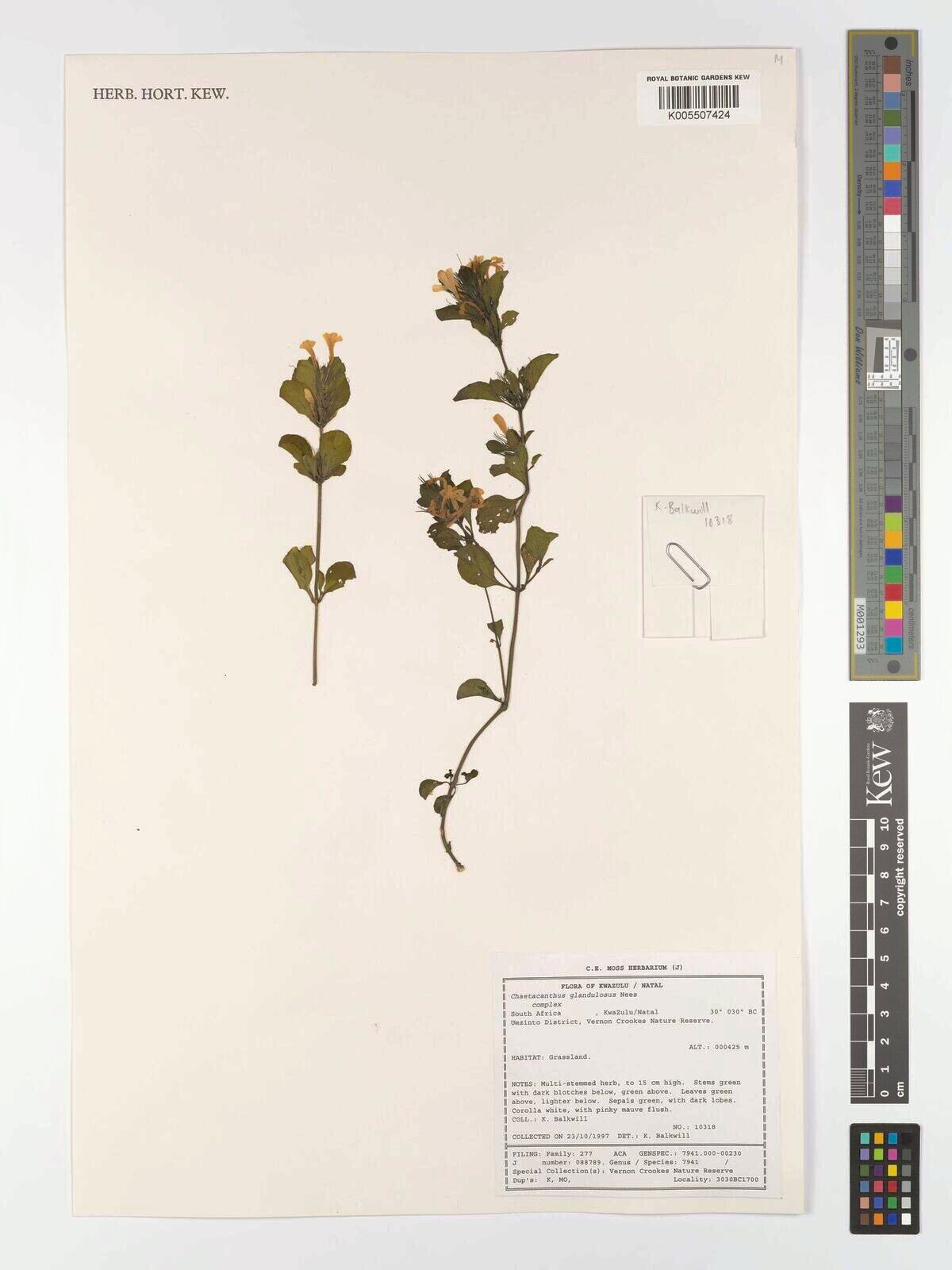 Dyschoriste serpyllifolia — houseplant care guide