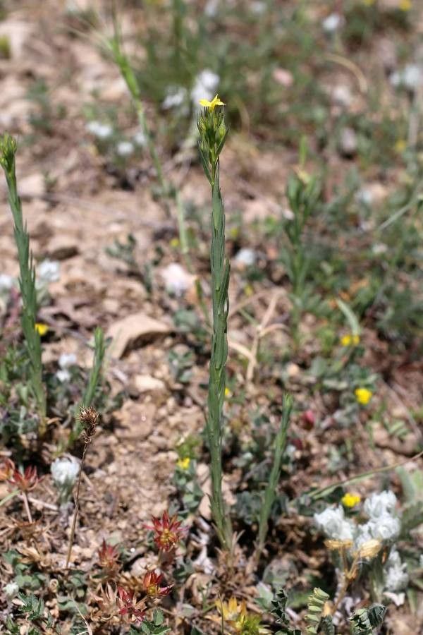 Linum corymbulosum leaf