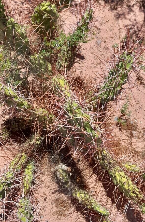 Opuntia sulphurea habit