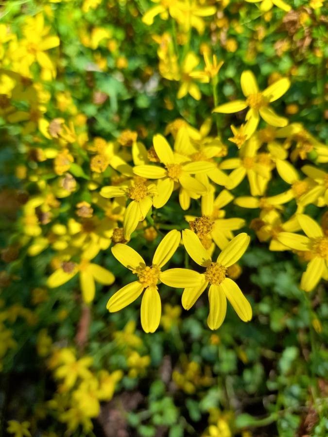 Cineraria saxifraga flower