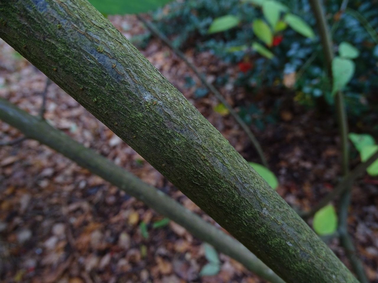 Viburnum setigerum bark