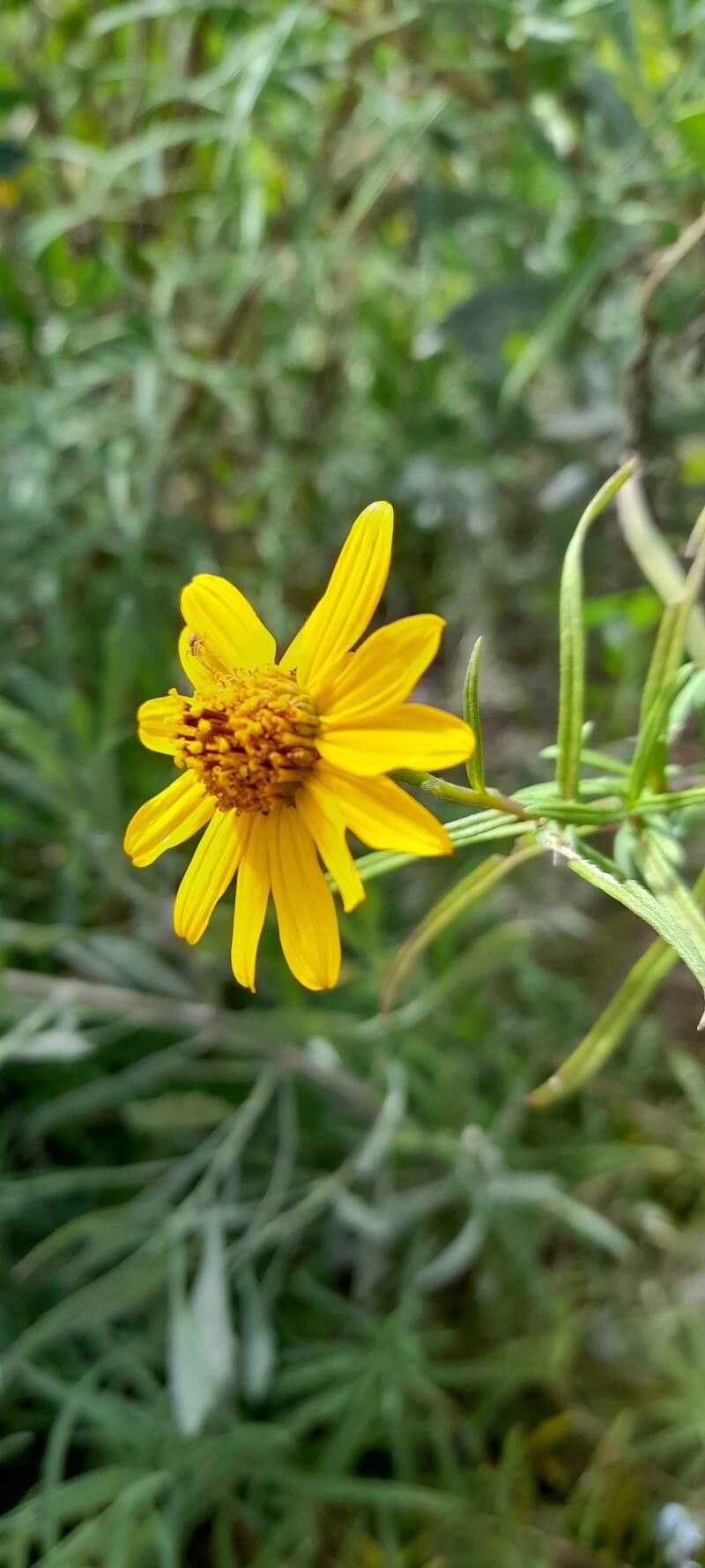 Aldama tukumanensis flower