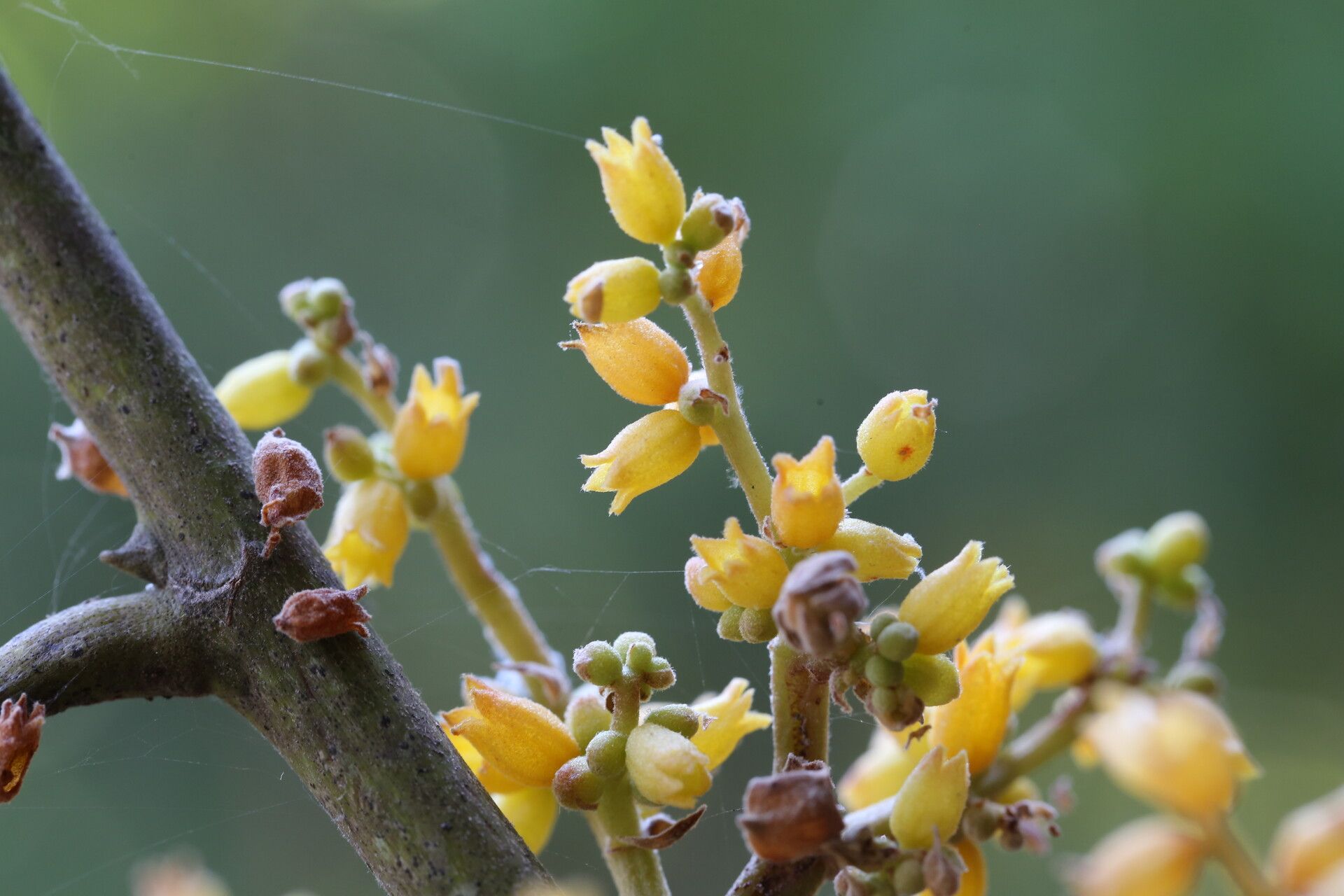 Cola lateritia flower