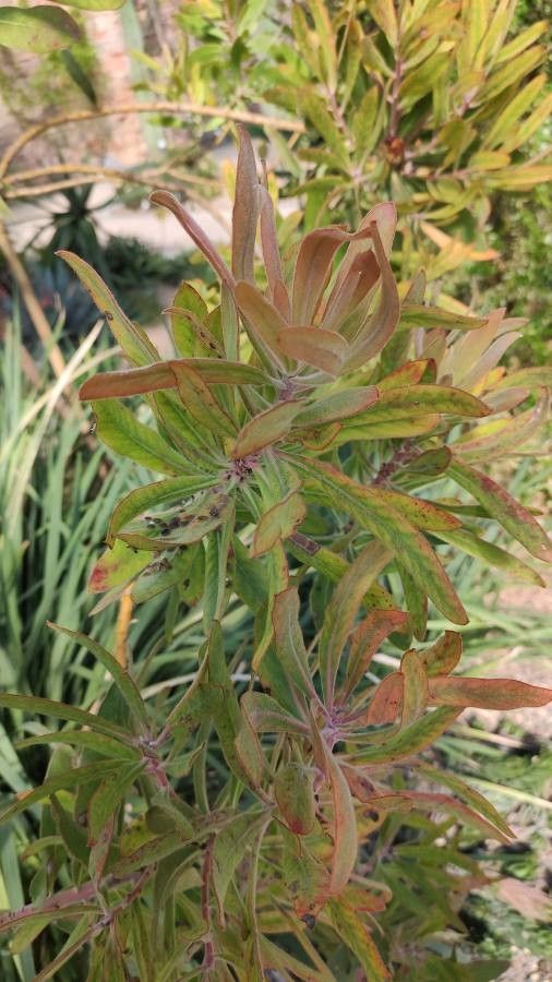 Protea neriifolia leaf