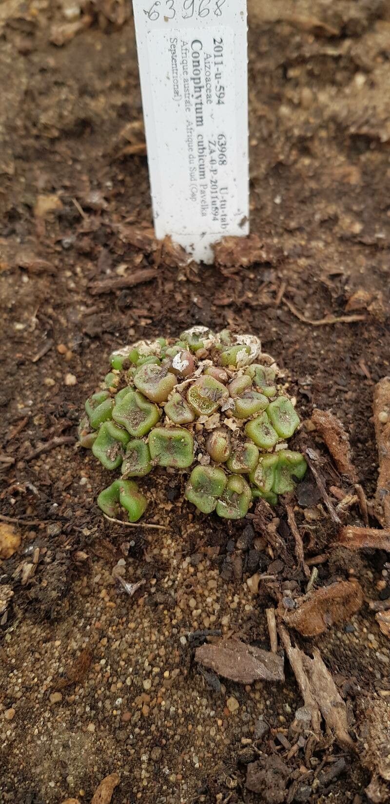 Conophytum cubicum habit