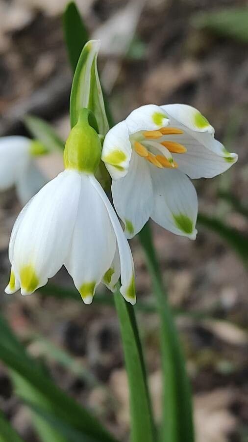 Leucojum pulchellum flower