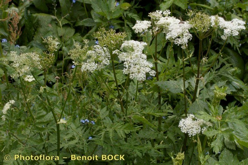 Chaerophyllum elegans habit