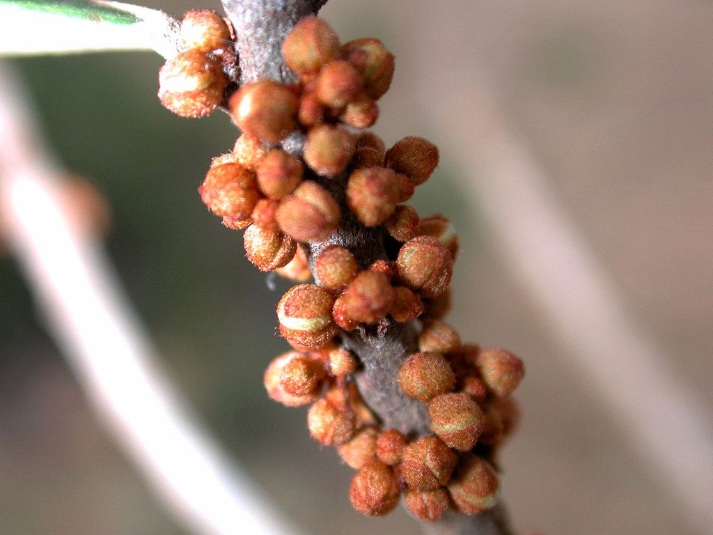Pycnandra intermedia fruit