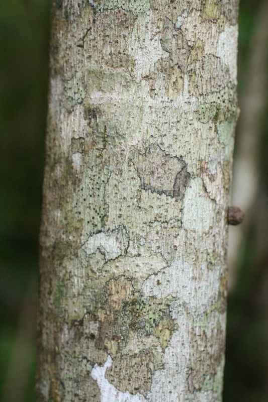Ficus lateriflora bark