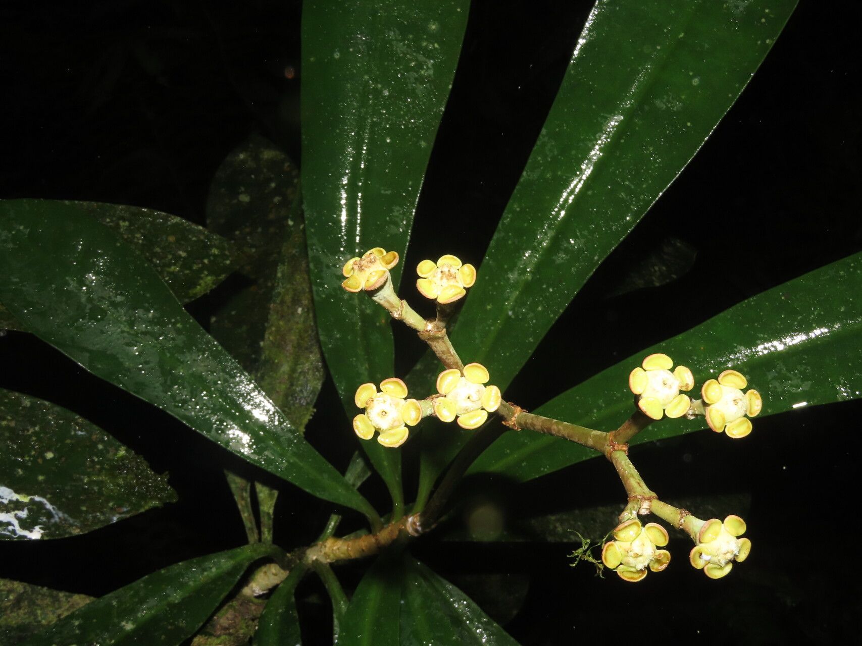 Euphorbia sinclairiana — houseplant care guide