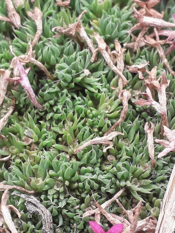 Asperula nitida — search result for 'Asperula'