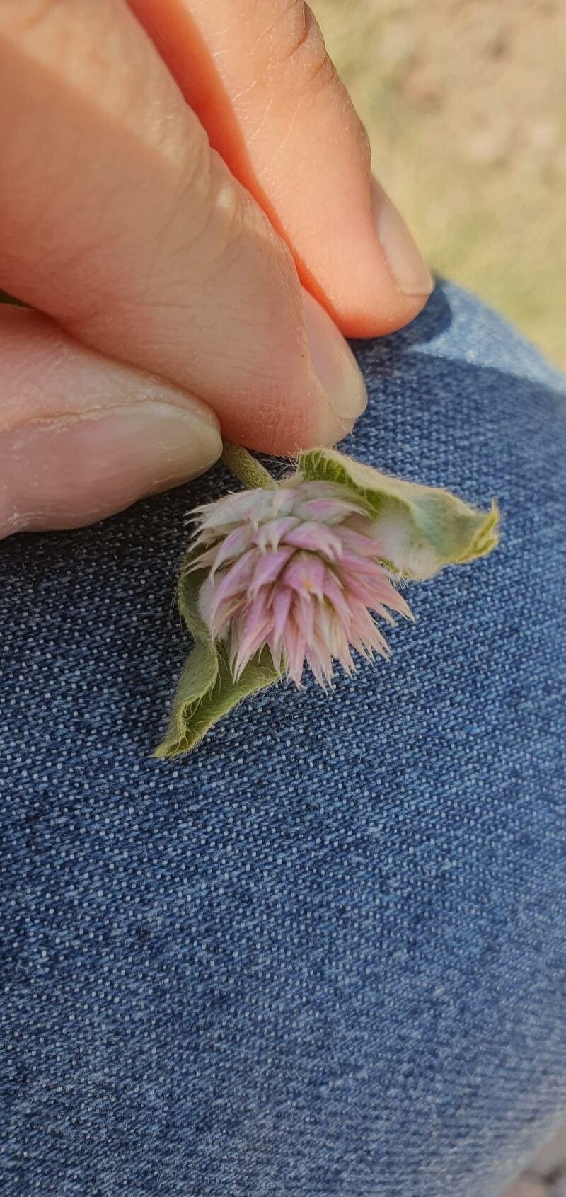 Gomphrena nitida flower