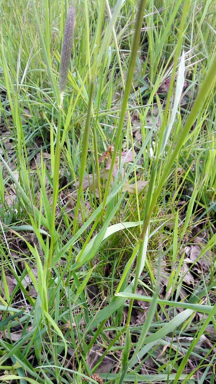 Alopecurus pratensis — salt tolerant houseplant