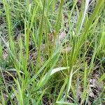 Alopecurus pratensis