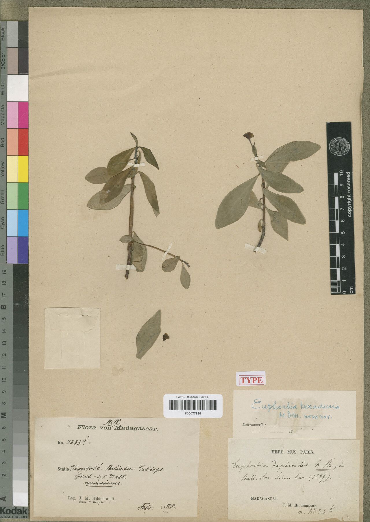 Euphorbia hexadenia — houseplant care guide