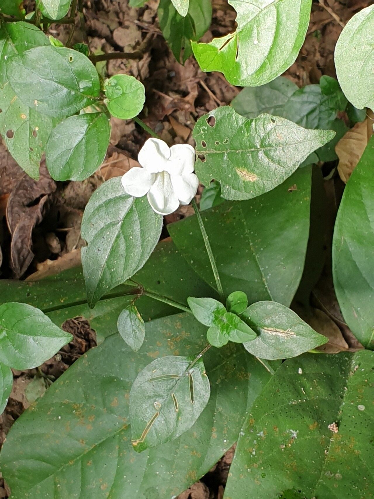 Asystasia buettneri — related species from the same genus