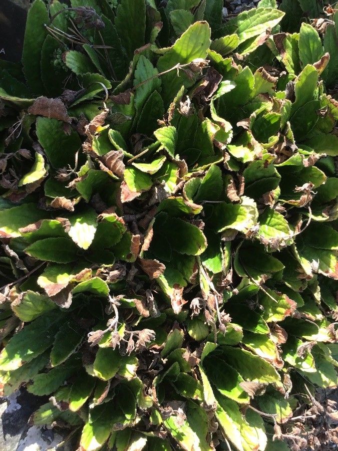 Haberlea rhodopensis leaf