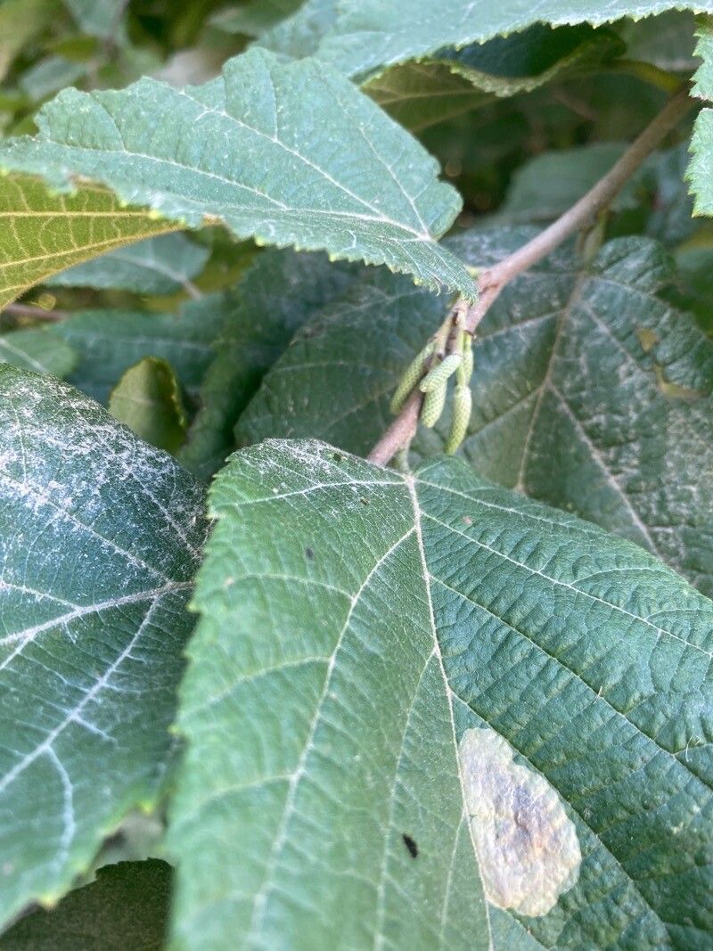 Corylus americana fruit