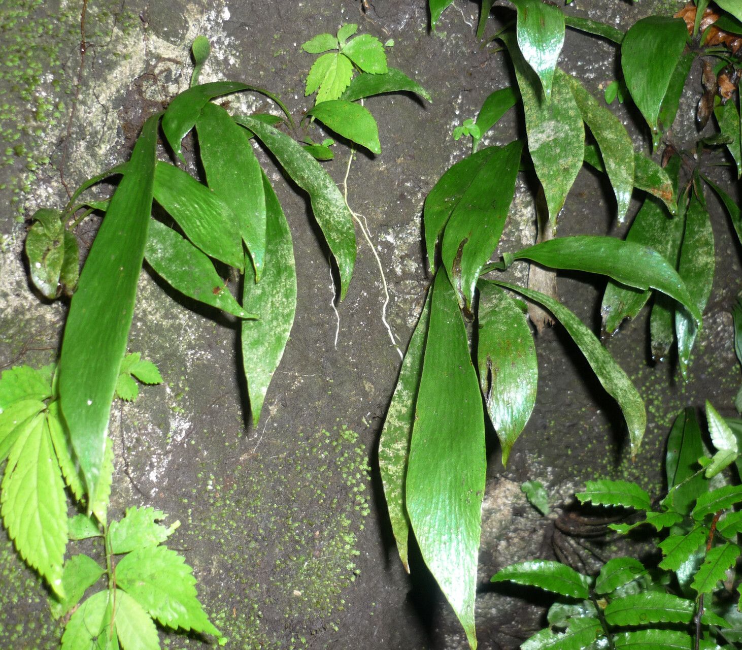 Antrophyum callifolium — houseplant care guide