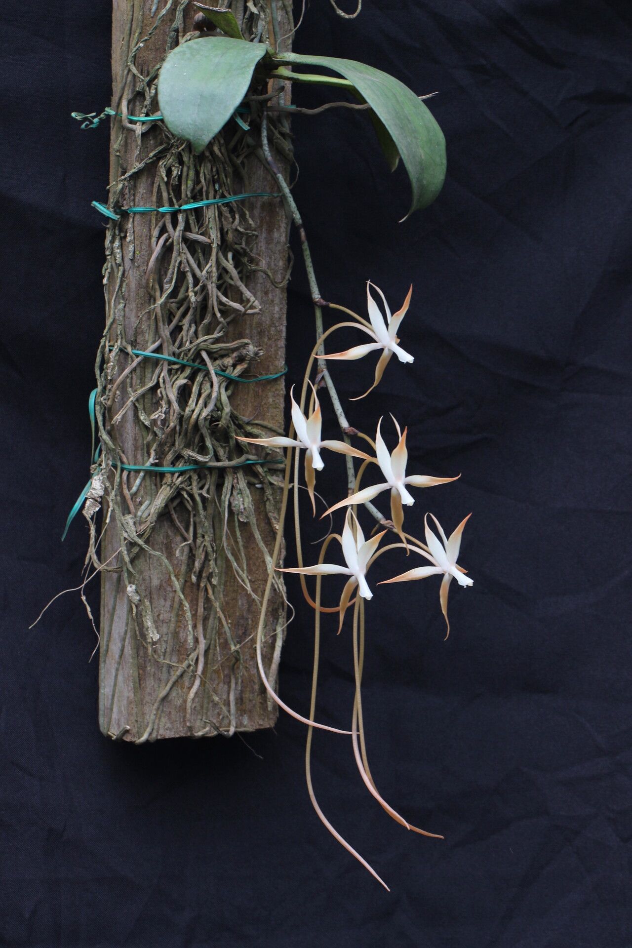Aerangis bouarensis — related species from the same genus