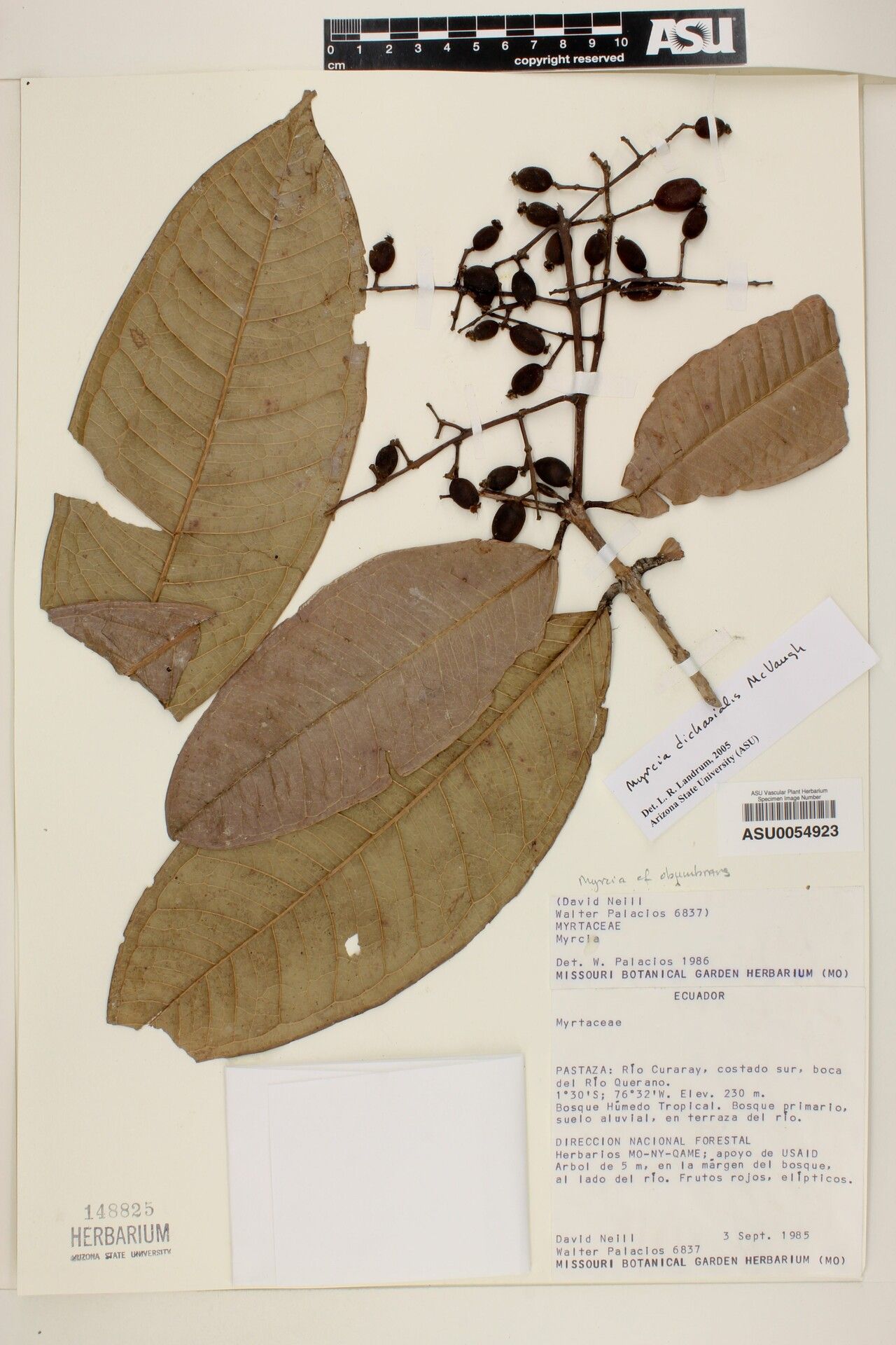 Myrcia dichasialis fruit