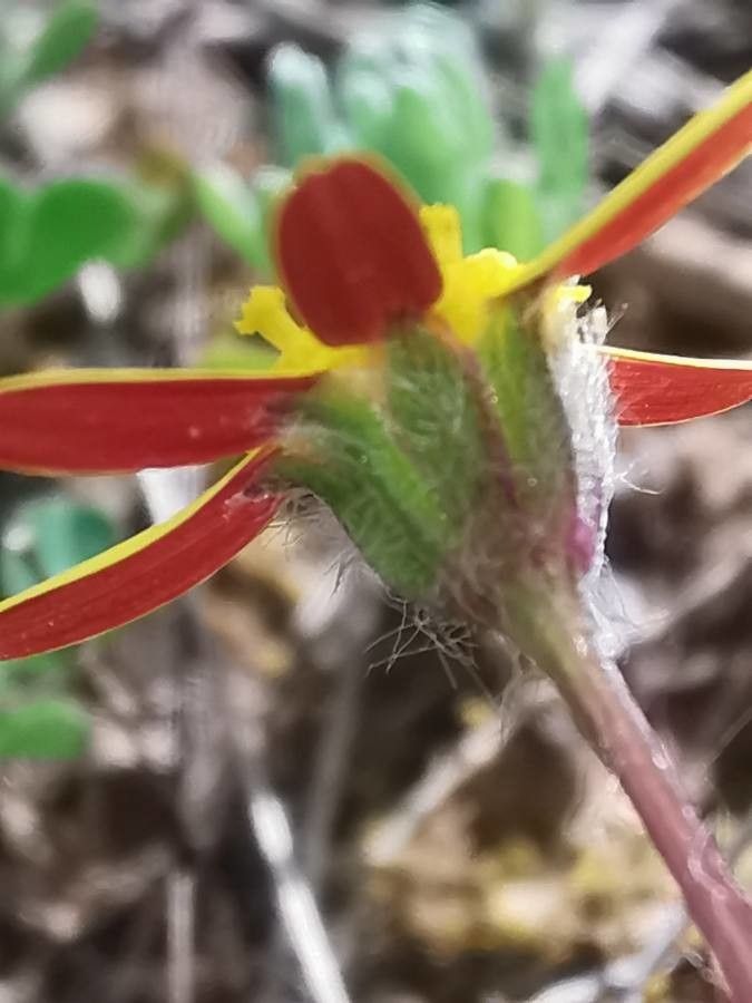 Jacobaea minuta flower