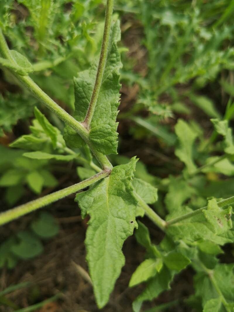 Pulicaria vulgaris leaf