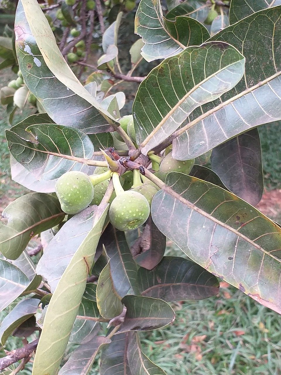 Ficus sur — search result for 'Ficus'