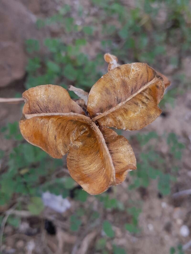 Pancratium illyricum fruit