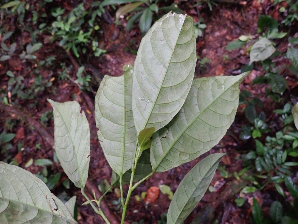 Rinorea kamerunensis — houseplant care guide