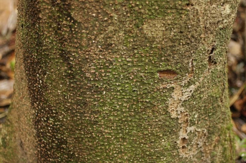 Licania micrantha bark