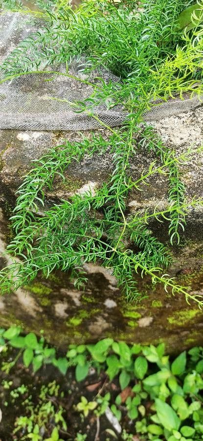 Asparagus racemosus — search result for 'Himalayas'