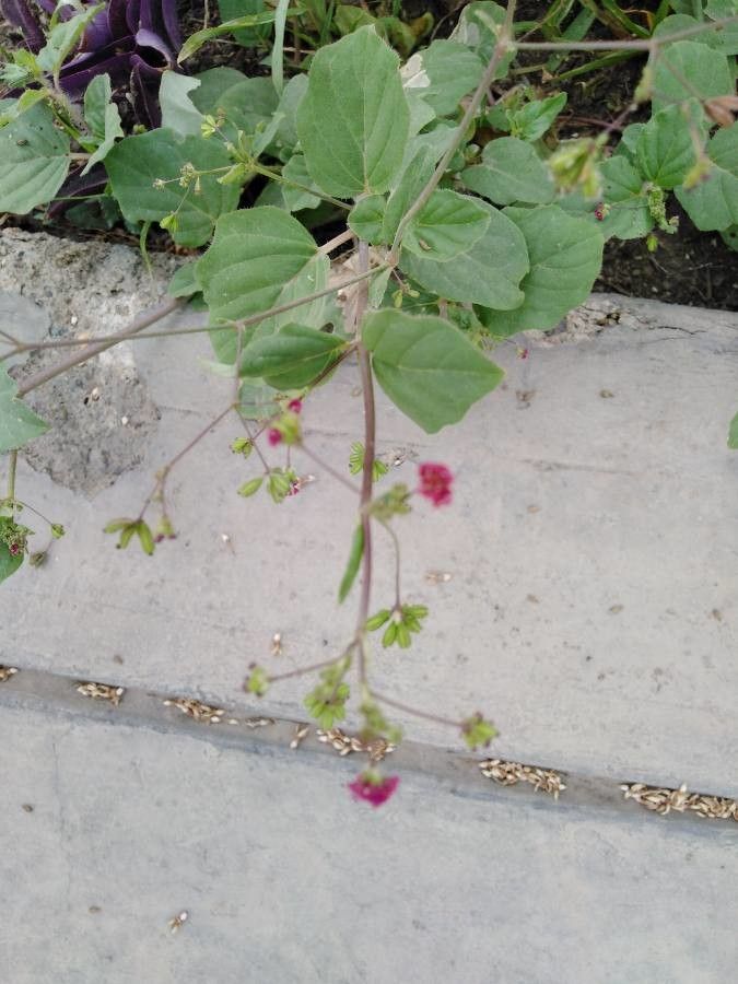 Boerhavia repens fruit